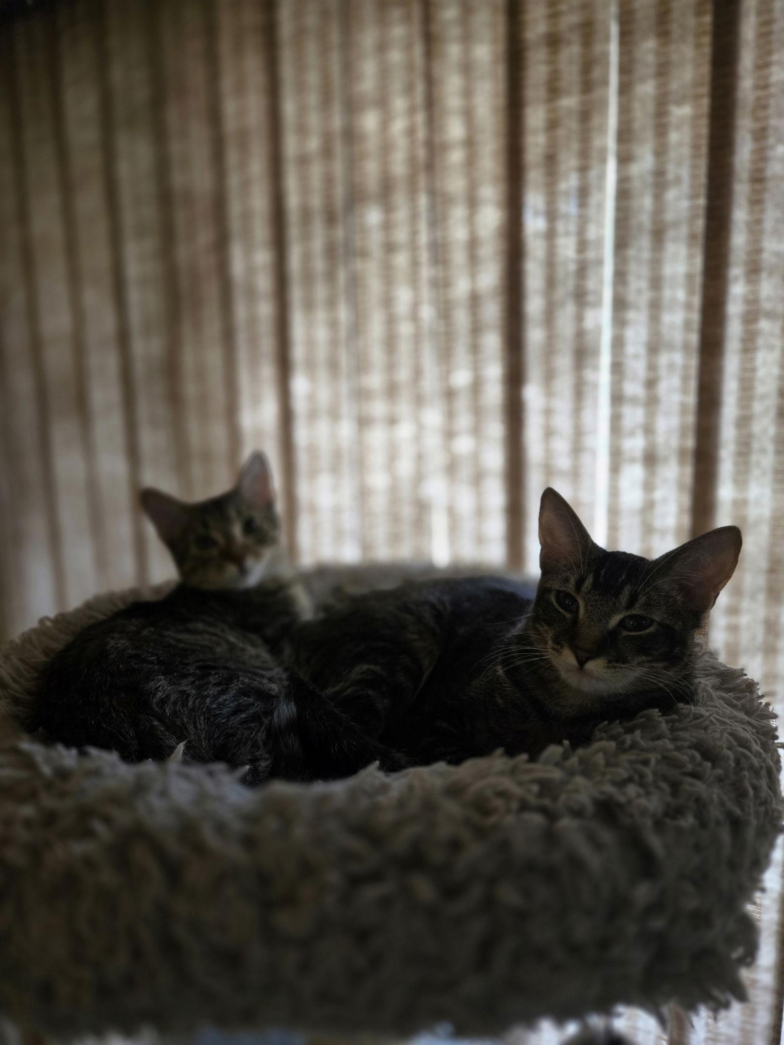 Melody(MUST BE ADOPTED WITH HARPER), a Adopted Domestic Short Hair in Walled Lake, MI image 1/3