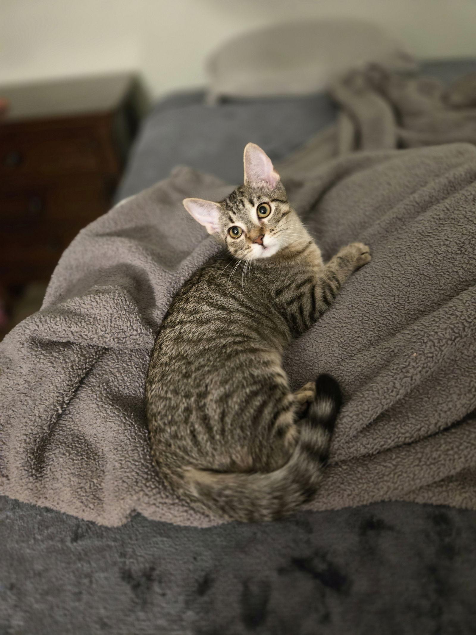 Melody(MUST BE ADOPTED WITH HARPER), a Adopted Domestic Short Hair in Walled Lake, MI image 2/3