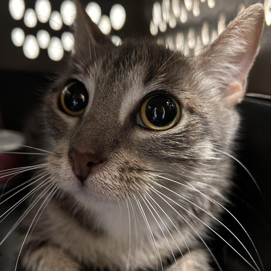 Sagitarius, Adoptable, Adult Female Domestic Short Hair.