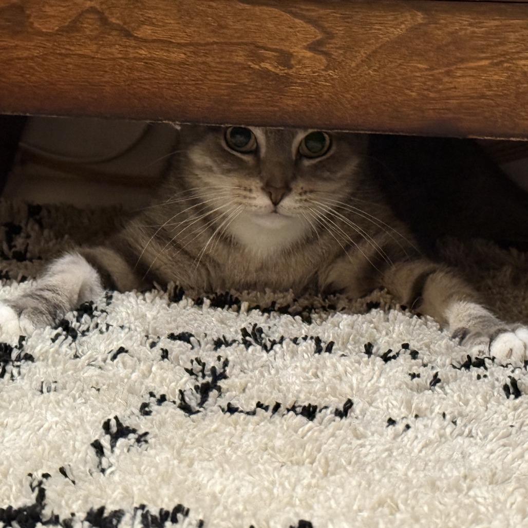 Enlarge Sagitarius, a Adoptable Domestic Short Hair in Philadelphia, PA image 1/6