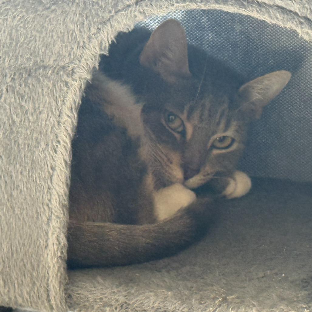 Enlarge Sagitarius, a Adoptable Domestic Short Hair in Philadelphia, PA image 2/6