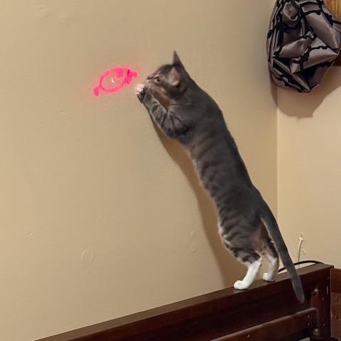 Sagitarius, a Adoptable Domestic Short Hair in Philadelphia, PA image 2/5