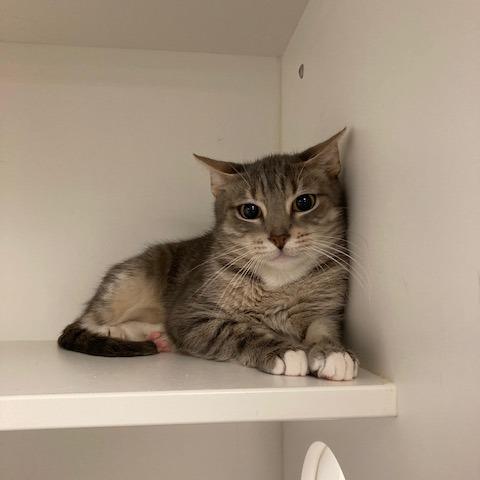 Sagitarius, a Adoptable Domestic Short Hair in Philadelphia, PA image 3/5