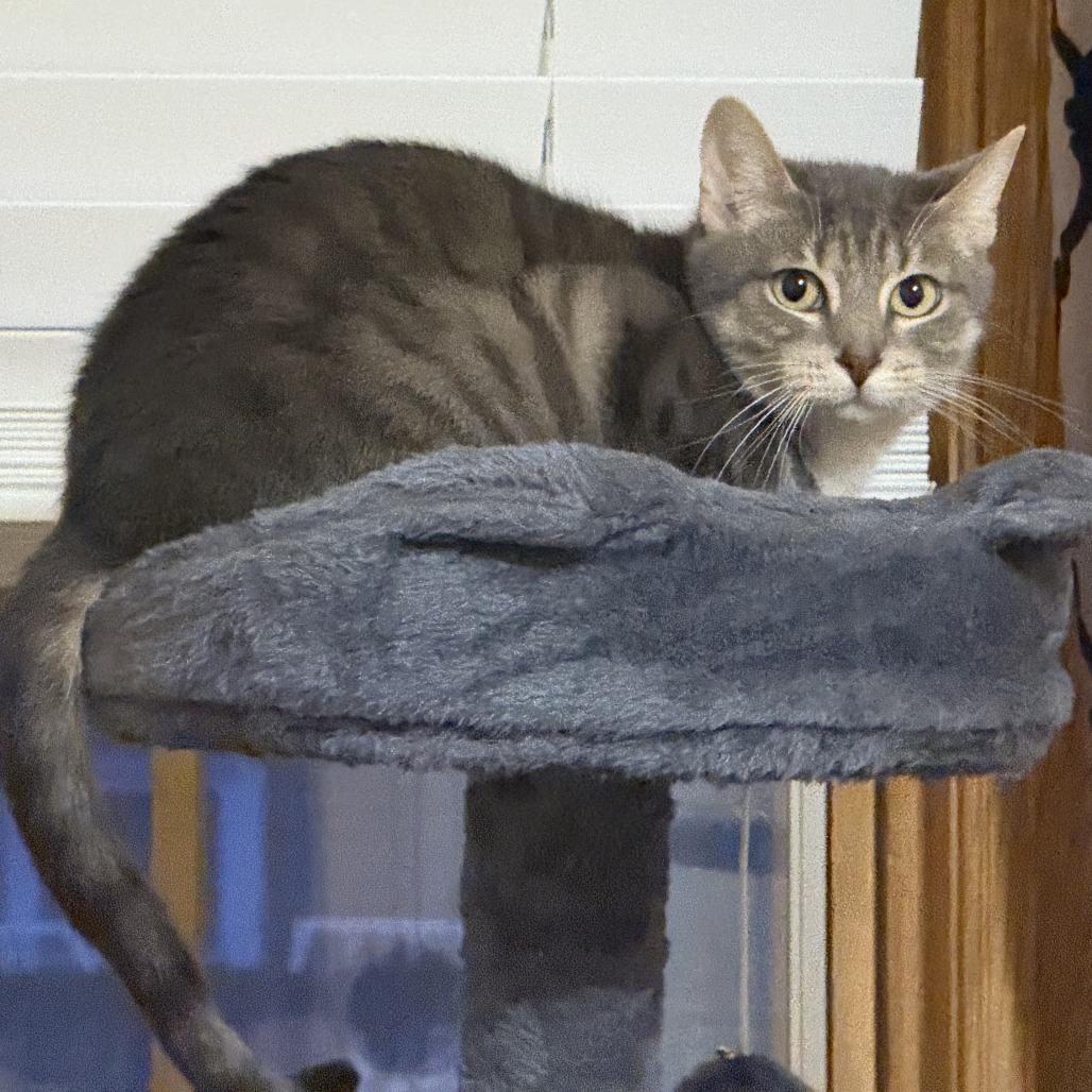 Enlarge Sagitarius, a Adoptable Domestic Short Hair in Philadelphia, PA image 4/6