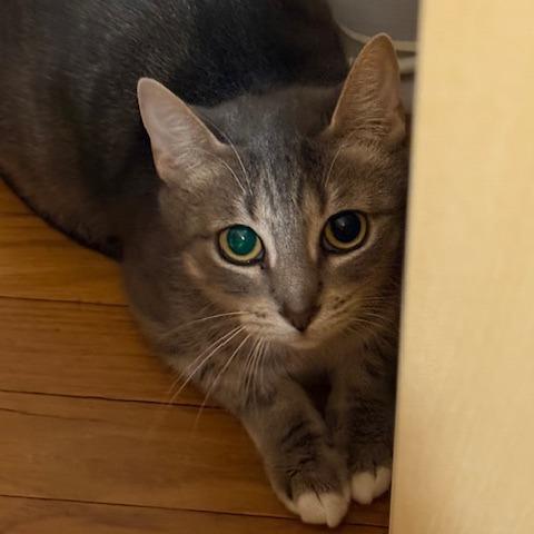 Sagitarius, a Adoptable Domestic Short Hair in Philadelphia, PA image 4/5