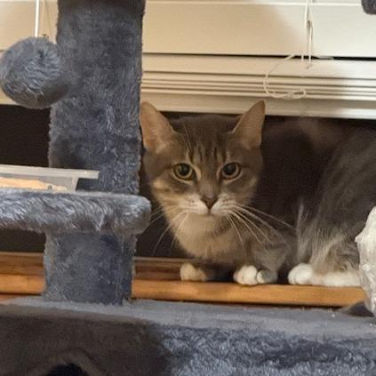 Sagitarius, a Adoptable Domestic Short Hair in Philadelphia, PA image 5/5