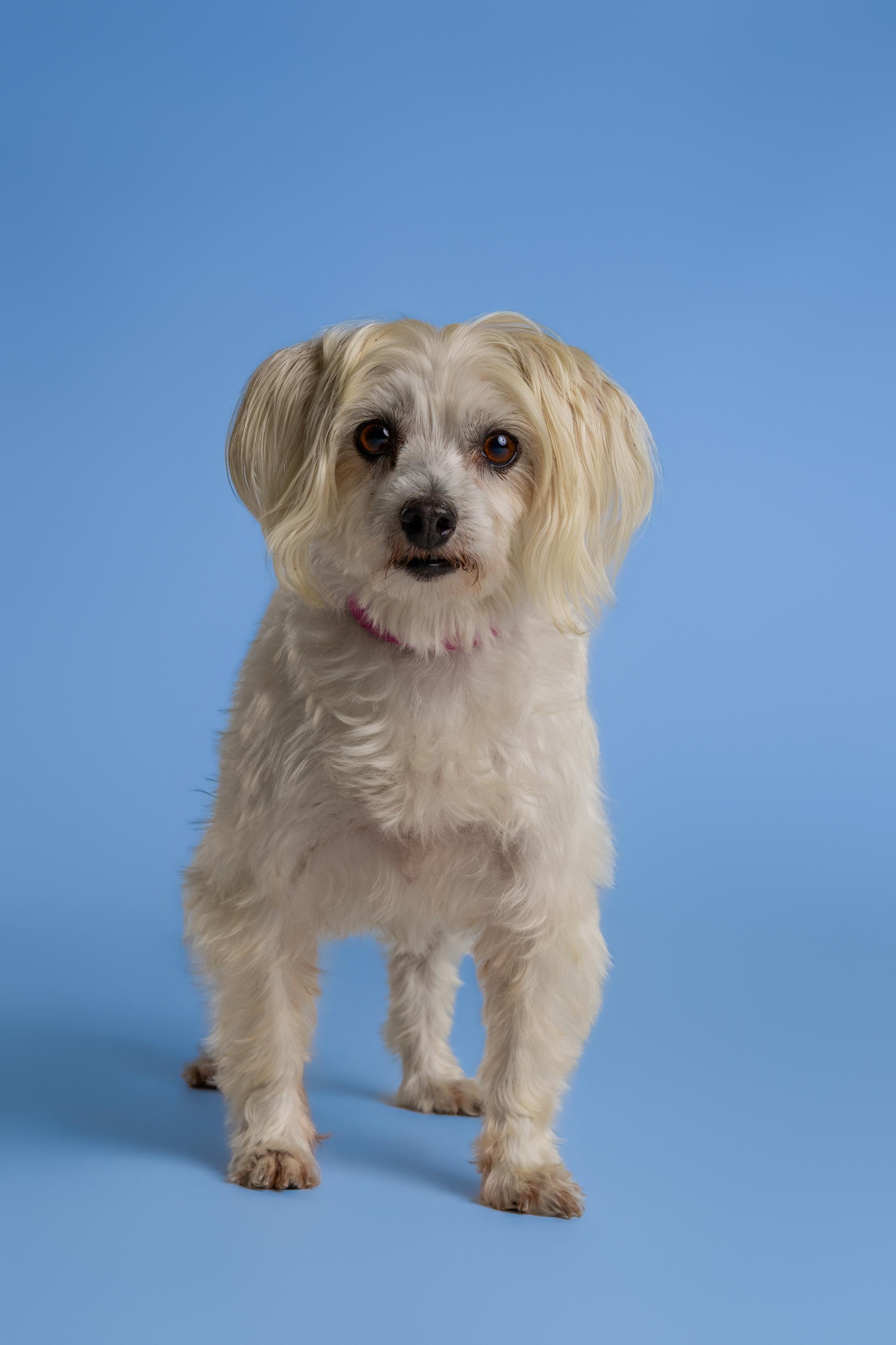 Enlarge Bonnie, an adopted mixed breed in Tyler, TX image 4/4