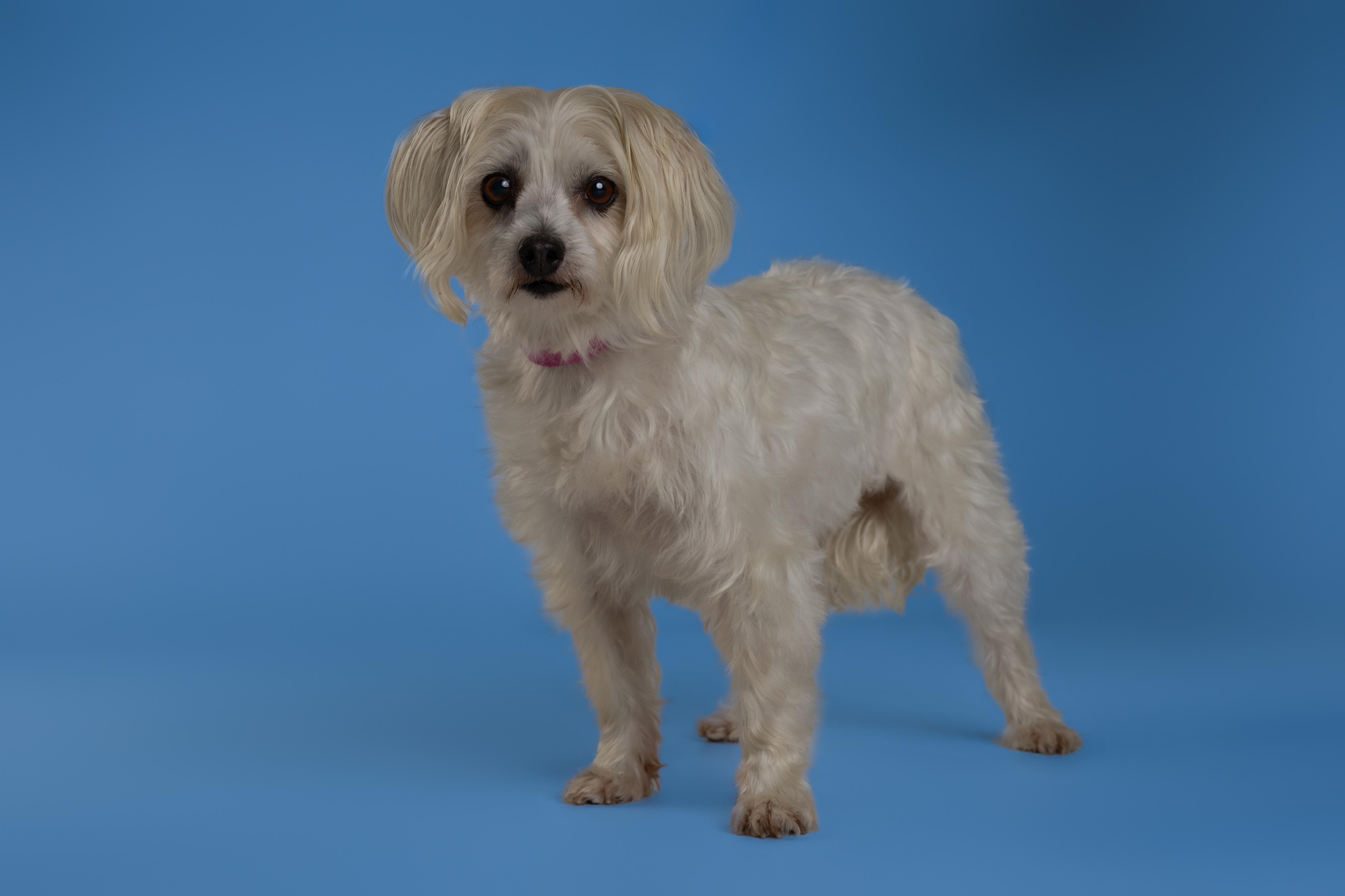 Enlarge Bonnie, an adopted mixed breed in Tyler, TX image 3/4