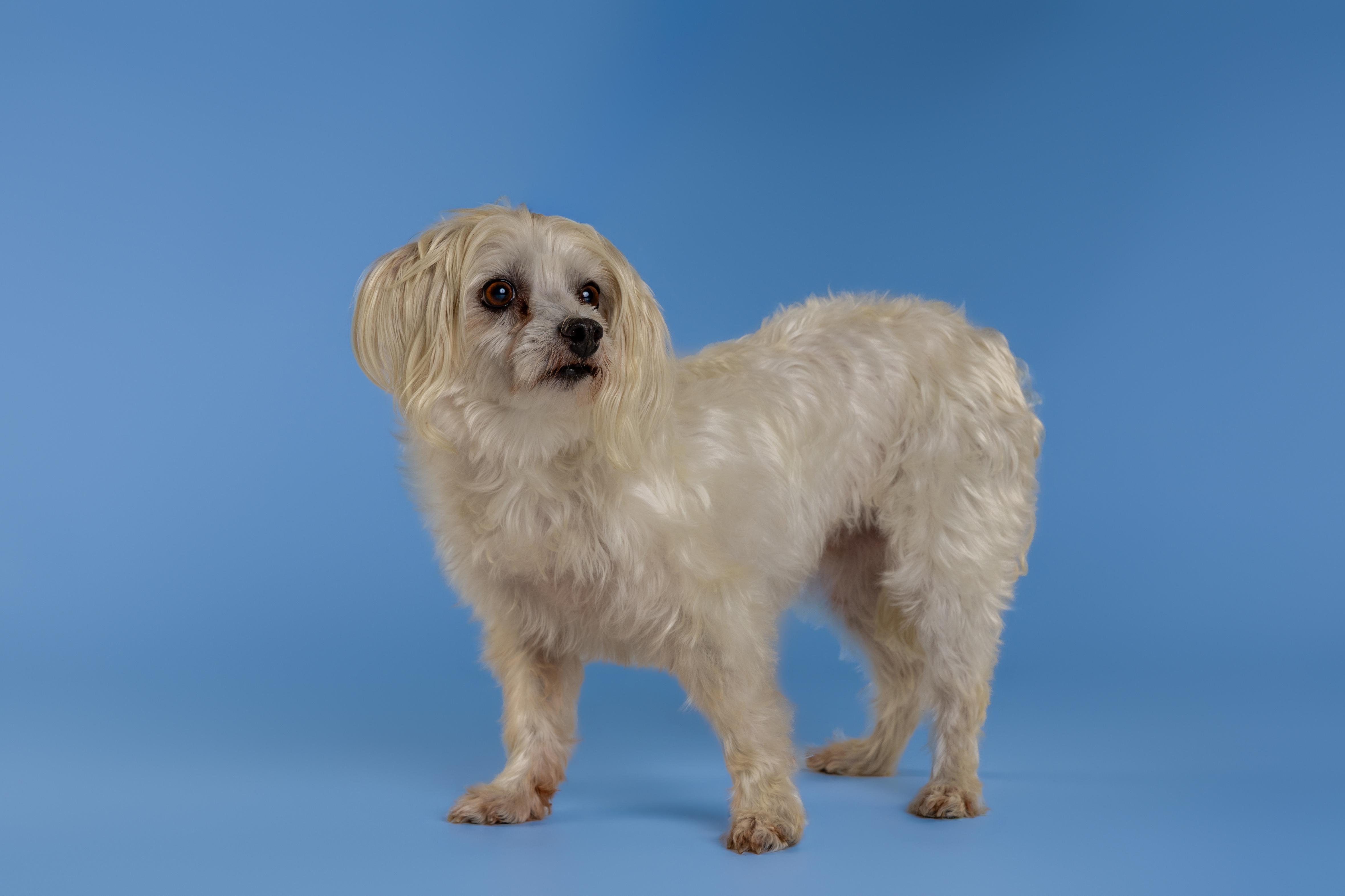 Enlarge Bonnie, an adopted mixed breed in Tyler, TX image 2/4