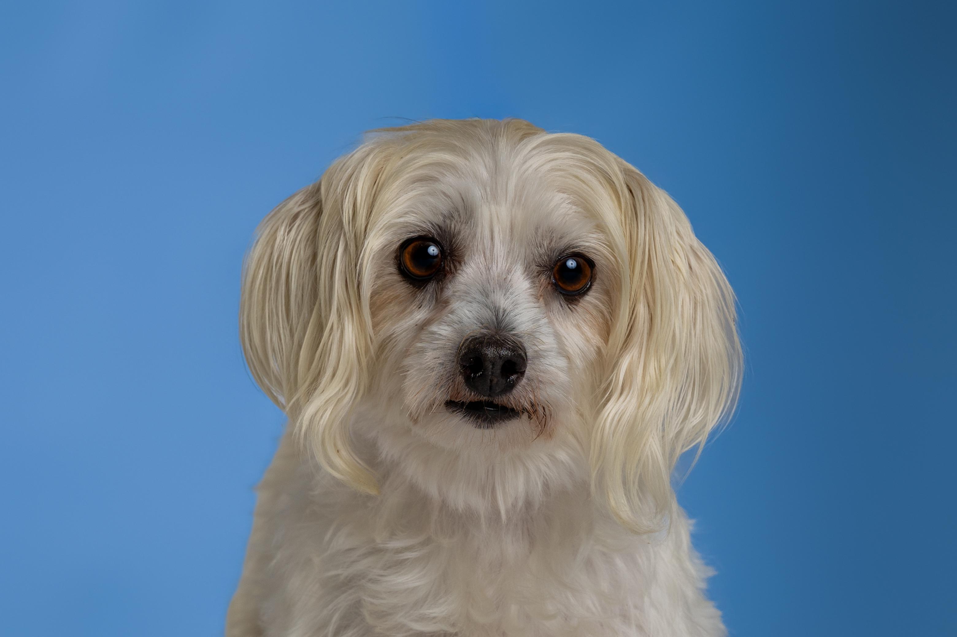 Bonnie, adopted, Senior Female Maltese & Yorkshire Terrier.