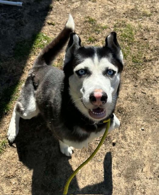 Cow Nose, ADOPTABLE, Adult Female Husky.