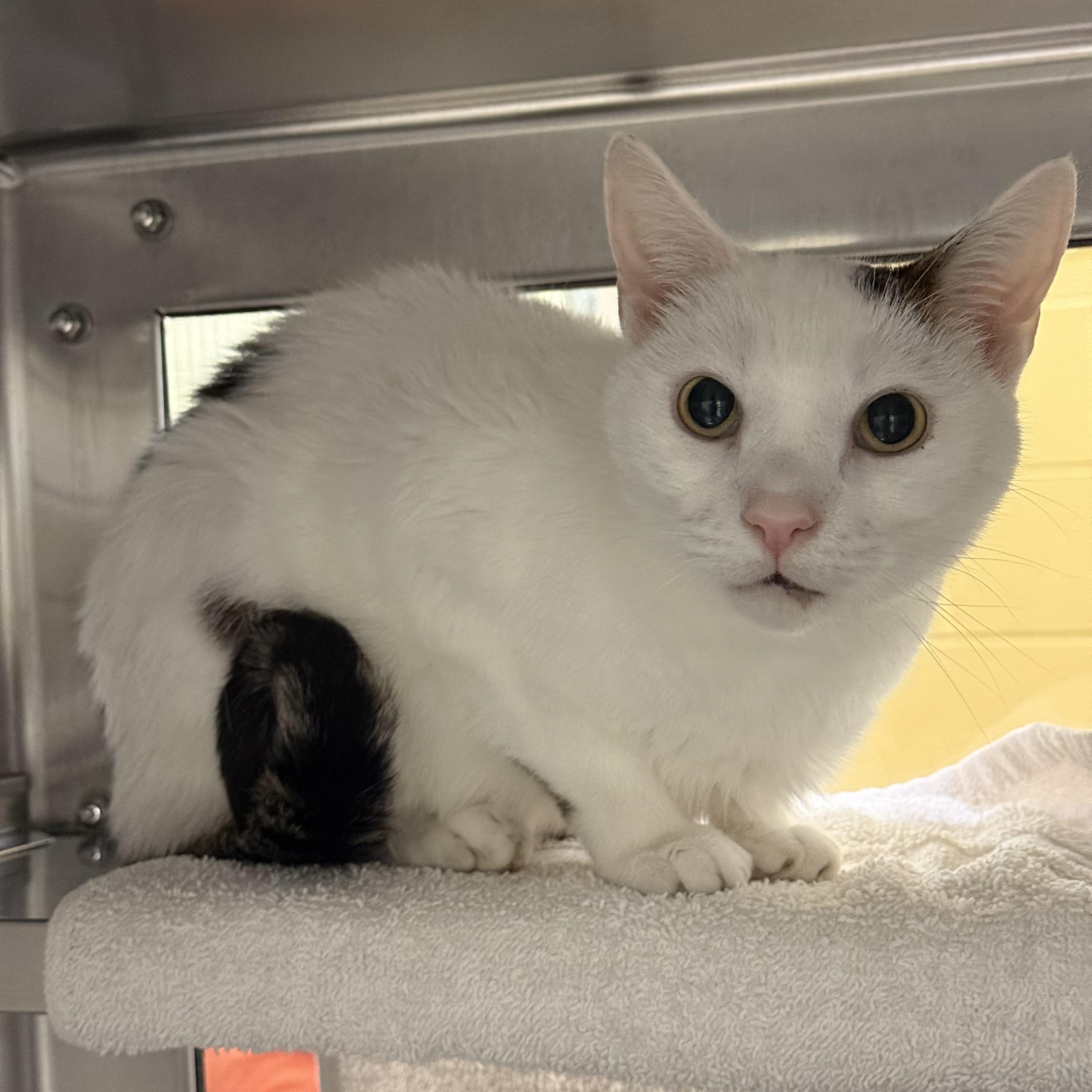 Enlarge Yuni, a Adoptable Domestic Short Hair in Brownsville, VT image 1/1