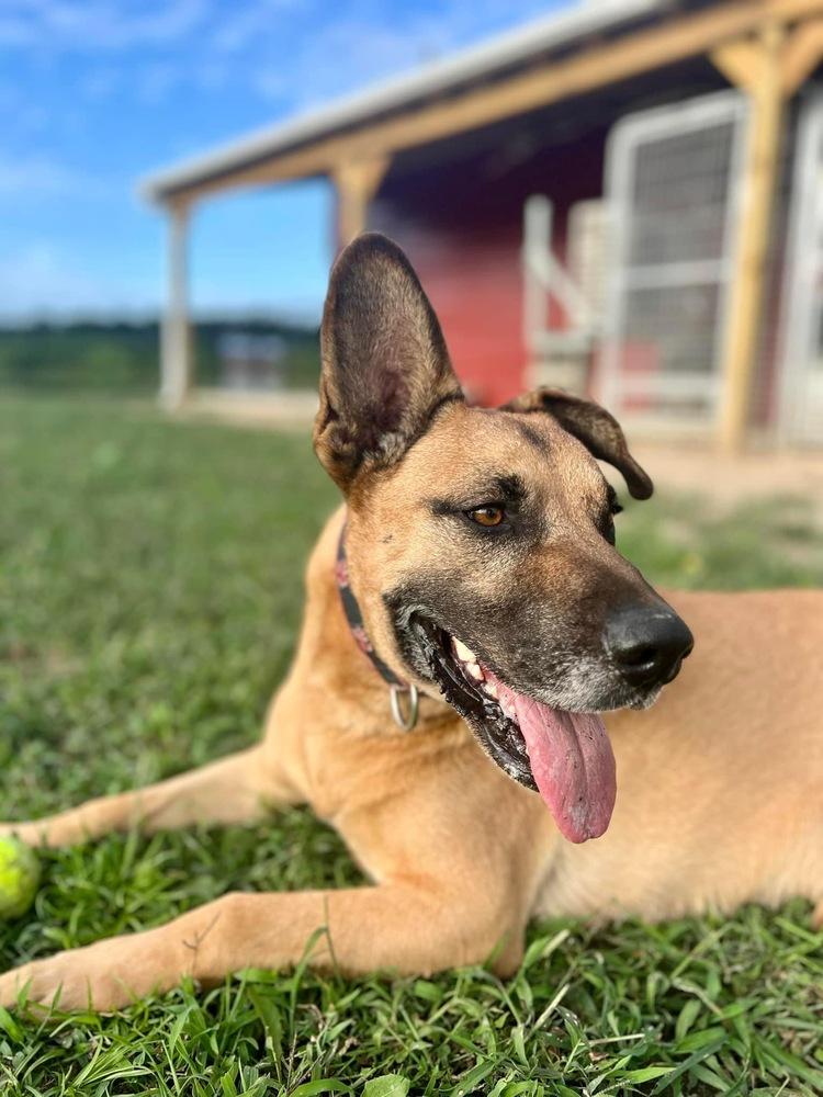 Bart, Adoptable, Adult Male German Shepherd Dog & Mixed Breed.