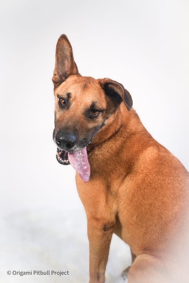 Enlarge Bart, a Adoptable mixed breed in Maysville, NC image 2/6