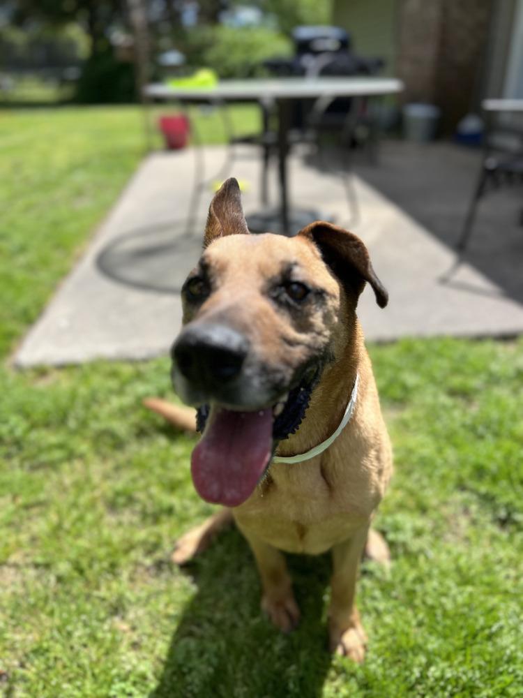 Enlarge Bart, a Adoptable mixed breed in Maysville, NC image 3/6