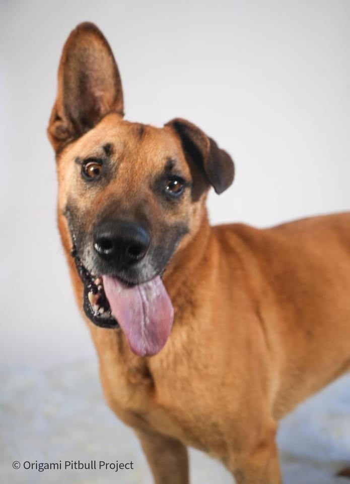 Enlarge Bart, a Adoptable mixed breed in Maysville, NC image 4/6