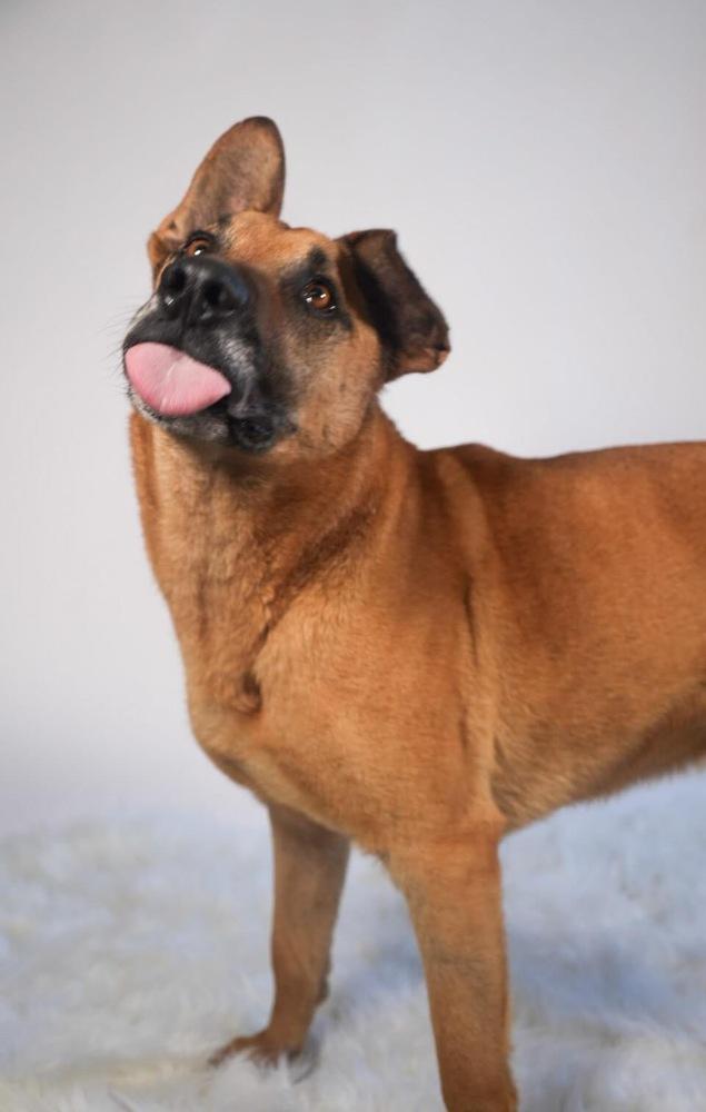 Enlarge Bart, a Adoptable mixed breed in Maysville, NC image 6/6