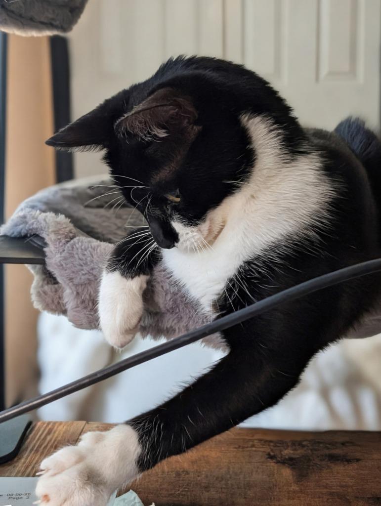 Rain25F, Adoptable, Young Female Domestic Short Hair.