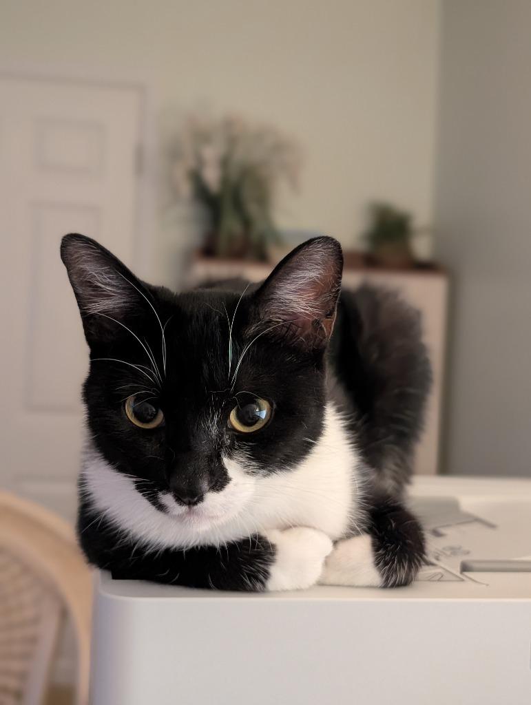 Enlarge Rain25F, a Adoptable mixed breed in Youngsville, NC image 3/5