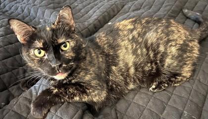 Harper, a Adoptable Domestic Short Hair in Quakertown, PA image 2/3