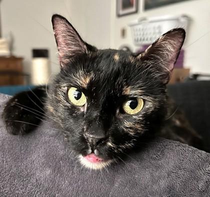 Harper, a Adoptable Domestic Short Hair in Quakertown, PA image 3/3