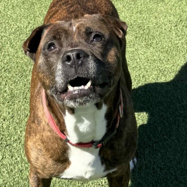 Jekyll, Adoptable, Adult Male Pit Bull Terrier & Boxer.