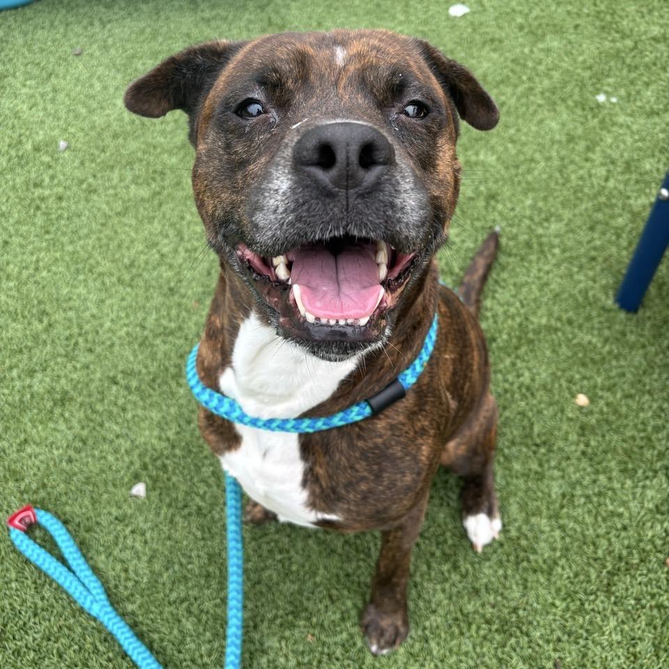 Enlarge Jekyll, a Adoptable mixed breed in Chattanooga, TN image 2/6