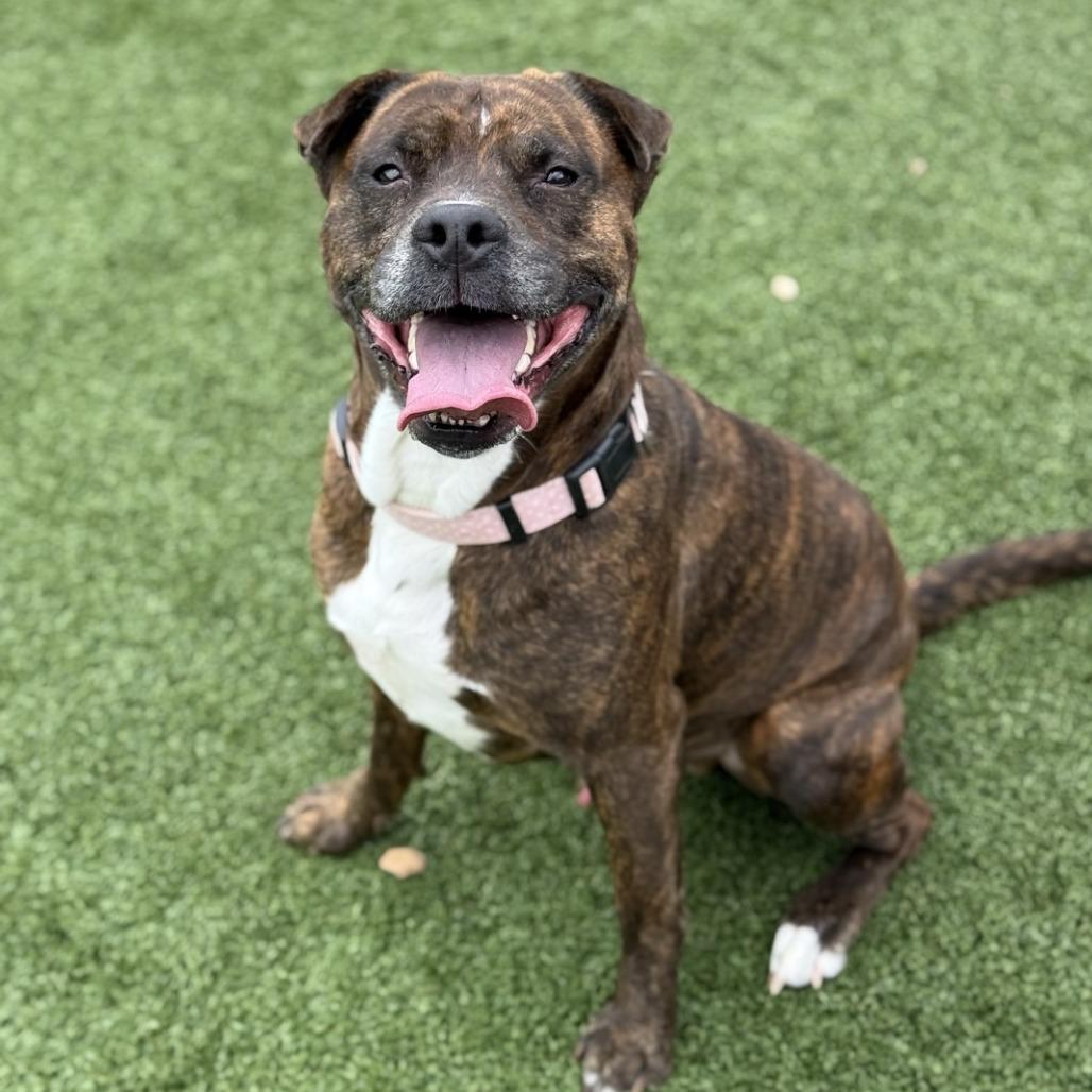 Enlarge Jekyll, a Adoptable mixed breed in Chattanooga, TN image 4/6