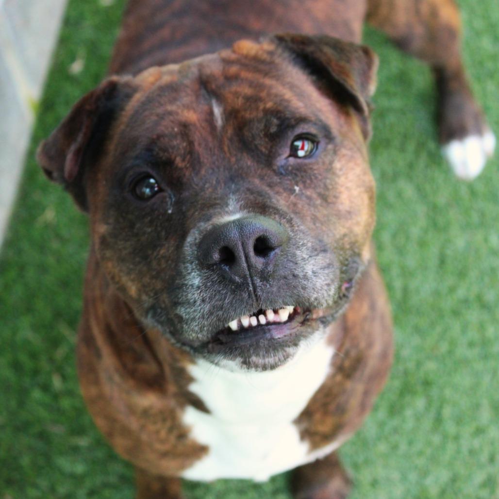 Enlarge Jekyll, a Adoptable mixed breed in Chattanooga, TN image 5/6