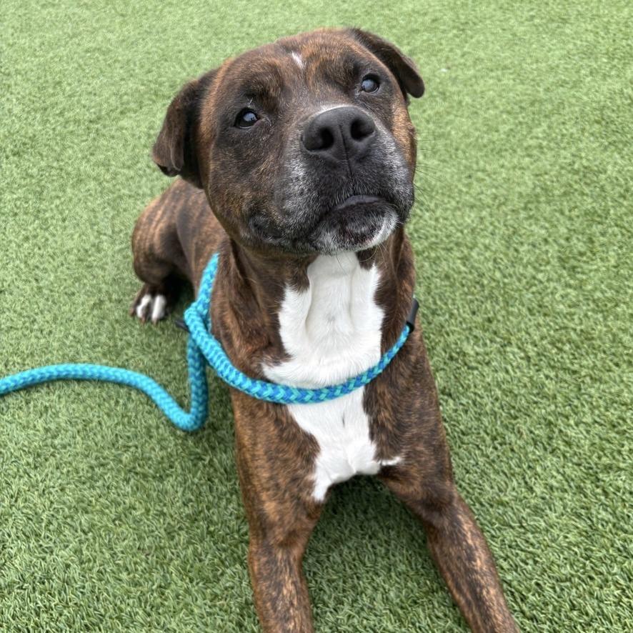 Enlarge Jekyll, a Adoptable mixed breed in Chattanooga, TN image 6/6