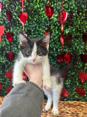 Evers (In Foster Care), an adopted Domestic Short Hair in Leitchfield, KY_image-1
