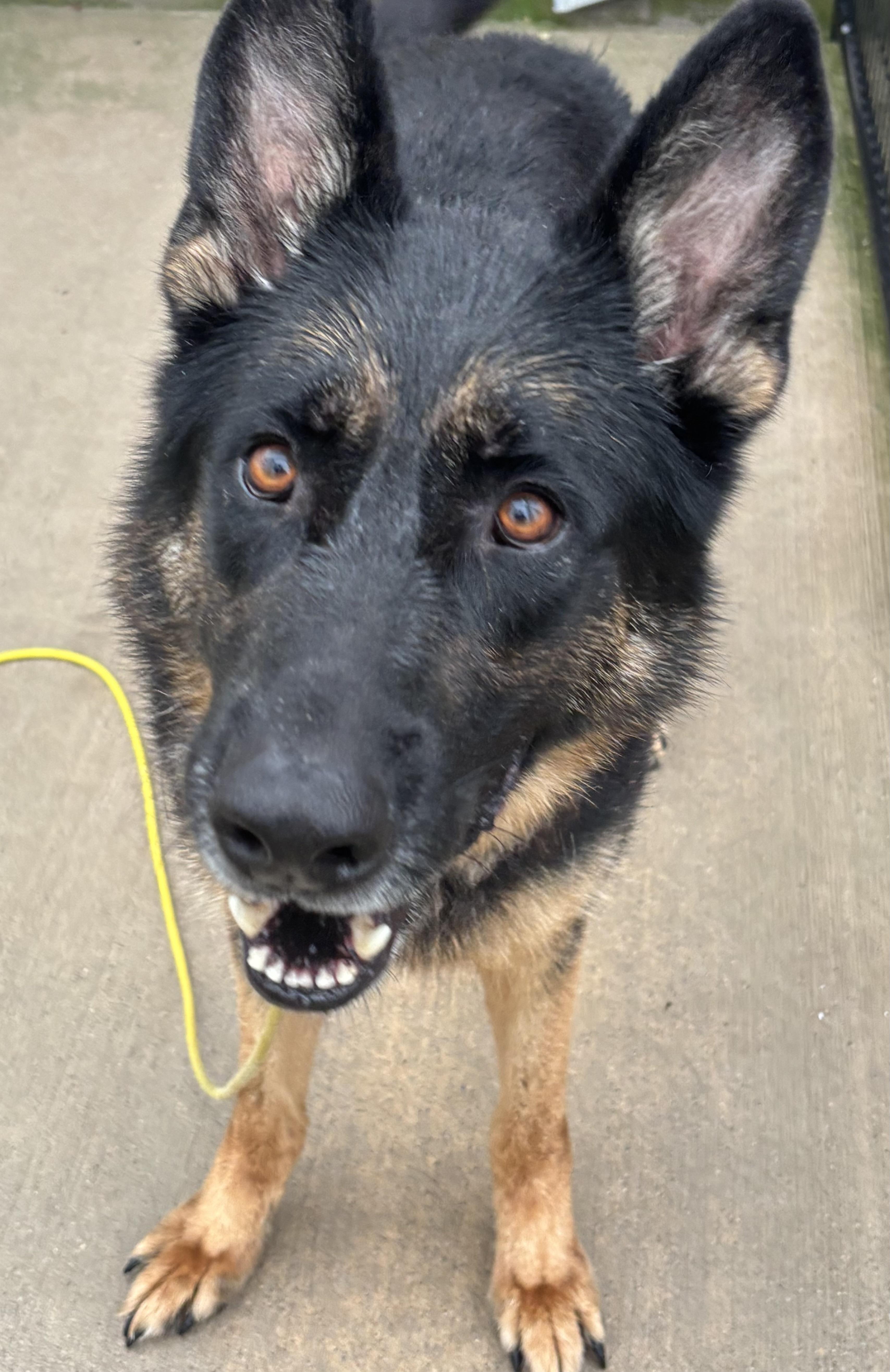 Enlarge Robbin, a Adopted German Shepherd Dog in Dixon, IL image 1/1