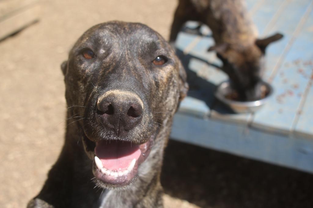 Enlarge Spanky 26, a Adoptable mixed breed in Brookhaven, MS image 1/3