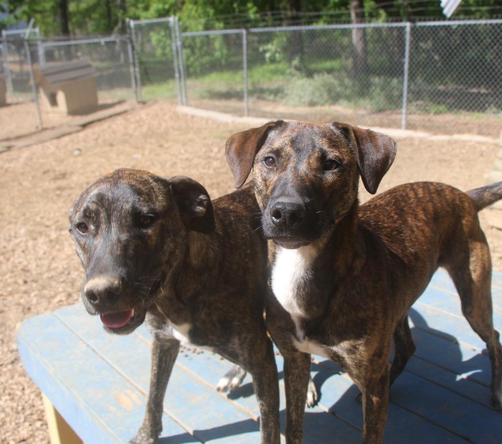 Enlarge Spanky 26, a Adoptable mixed breed in Brookhaven, MS image 3/3
