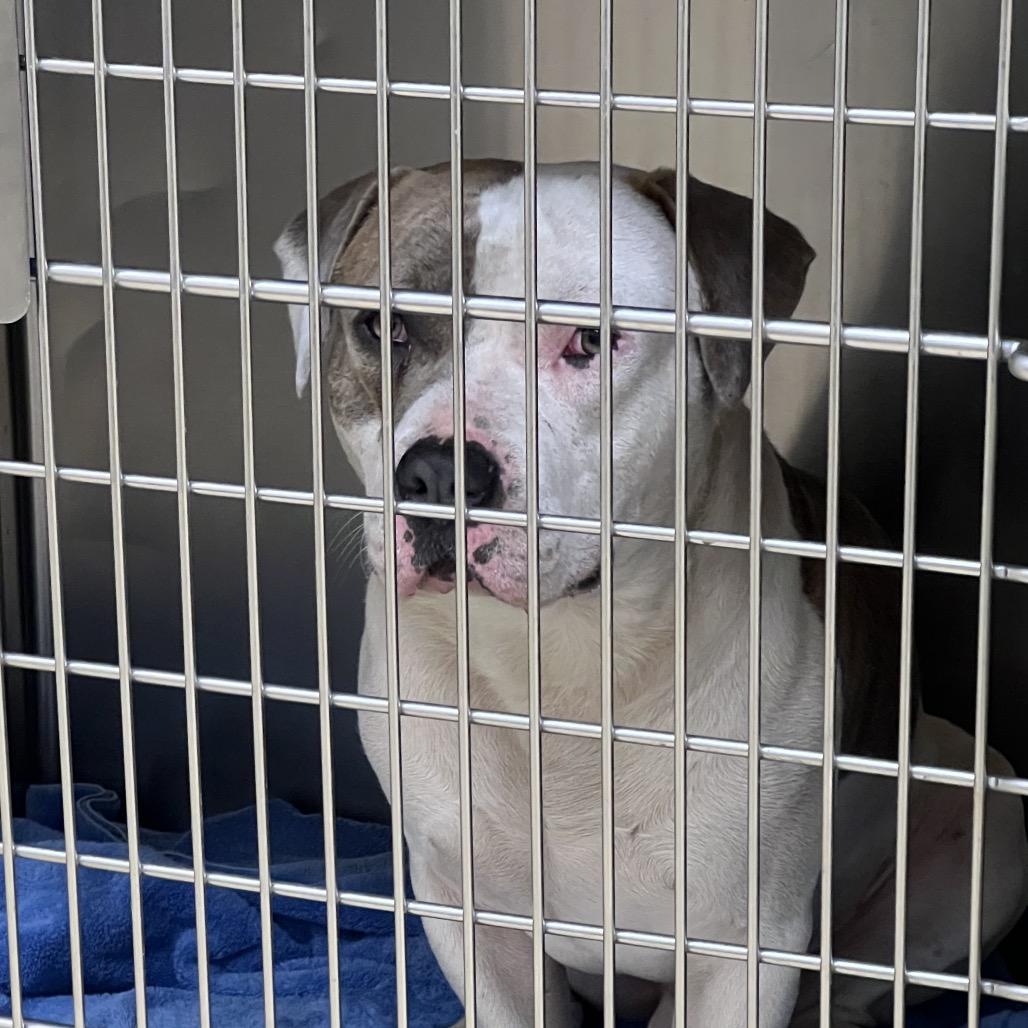 Enlarge Apple Juice, a Adoptable Mixed Breed in Winston-Salem, NC image 1/1