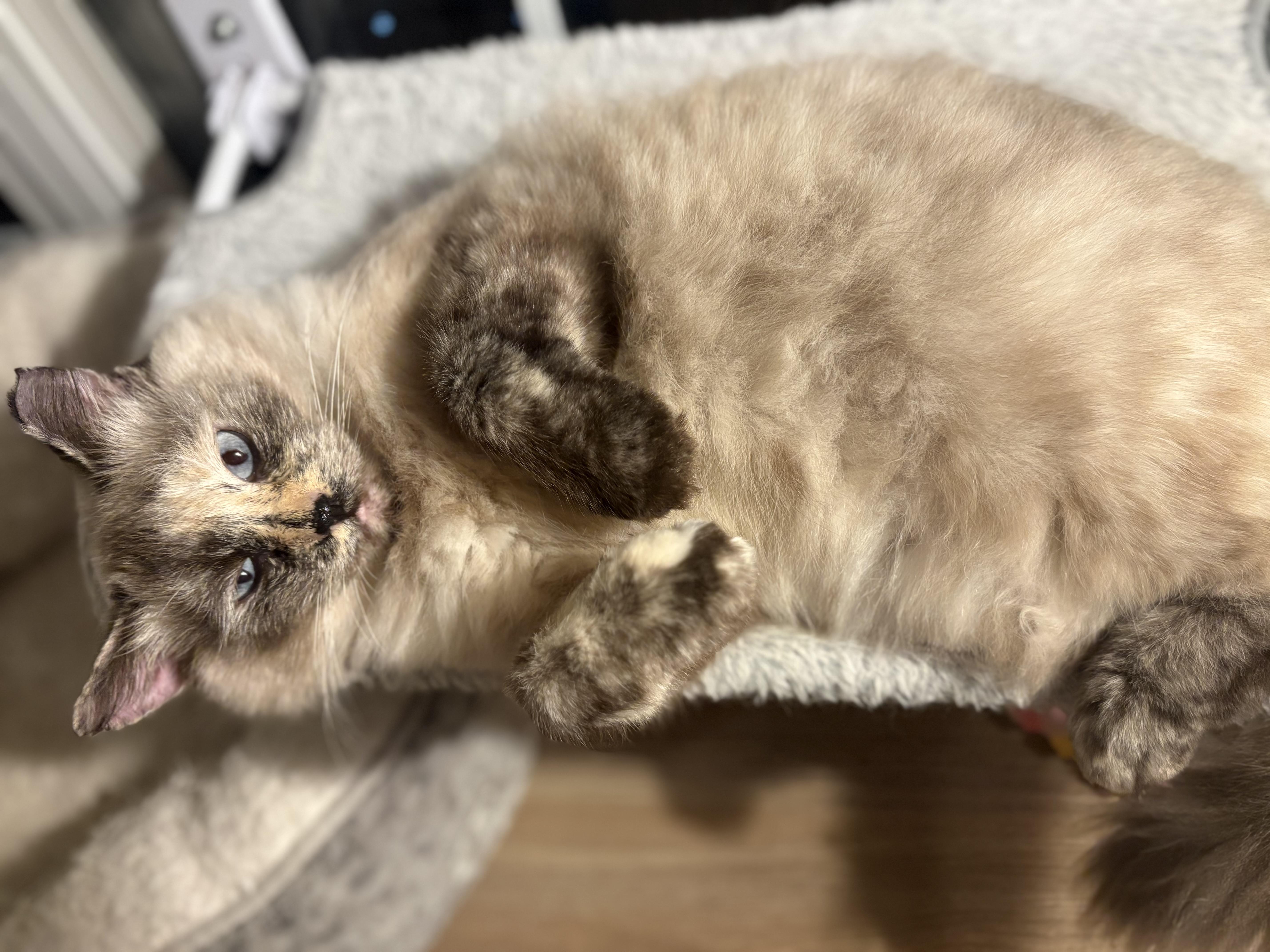 Vesper, Adoptable, Young Female Domestic Long Hair.