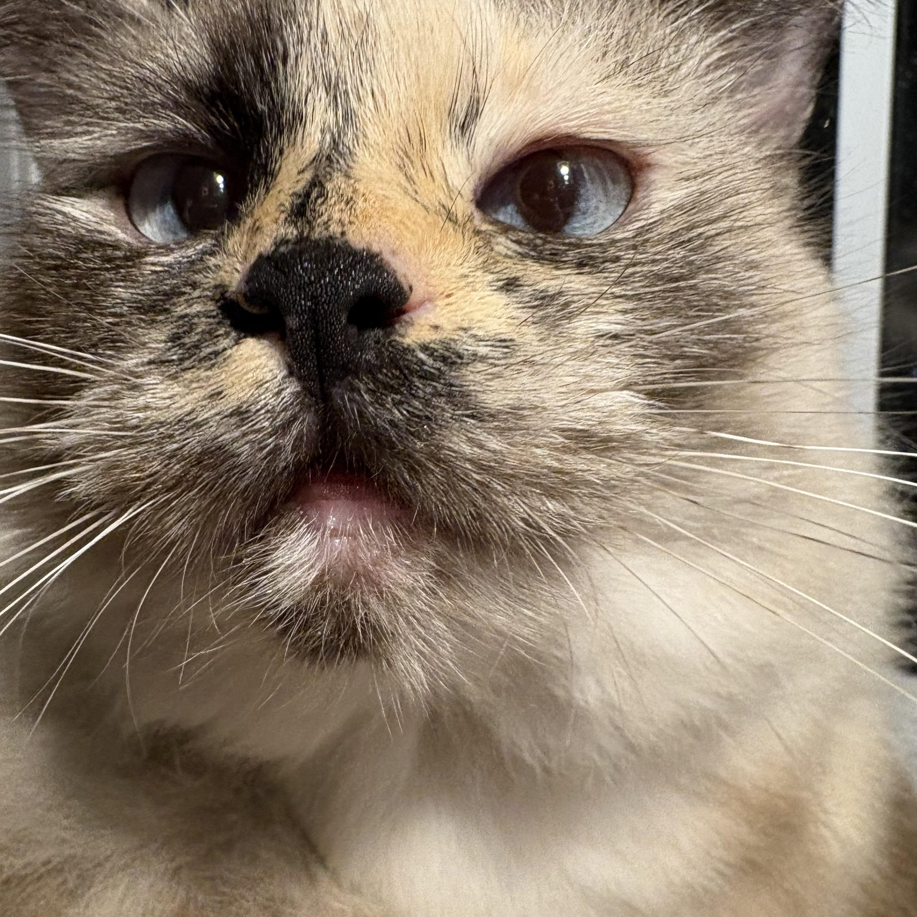 Enlarge Vesper, a Adoptable Domestic Long Hair in Alexandria, VA image 6/6