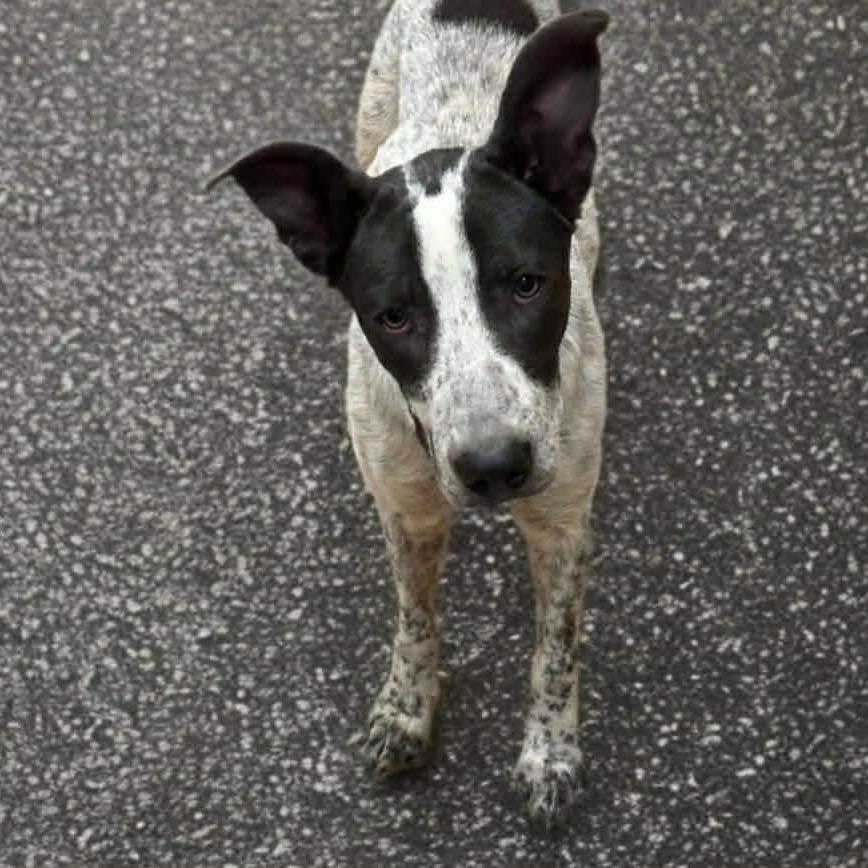 Arlo, Adoptable, Young Male Australian Cattle Dog / Blue Heeler & Pointer.