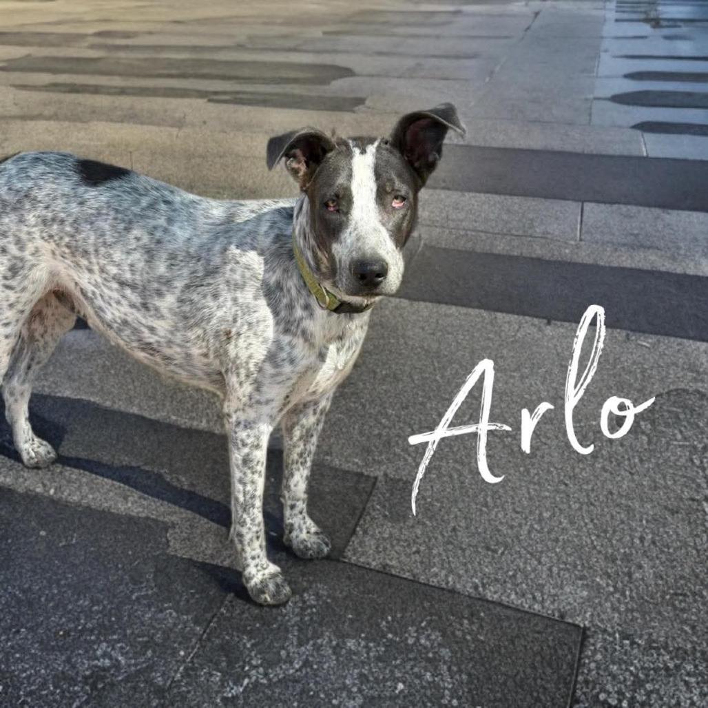 Enlarge Arlo, a Adoptable mixed breed in Phoenix, AZ image 2/6