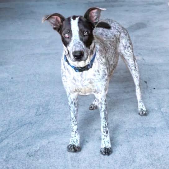 Arlo, a Adoptable mixed breed in Phoenix, AZ image 2/2