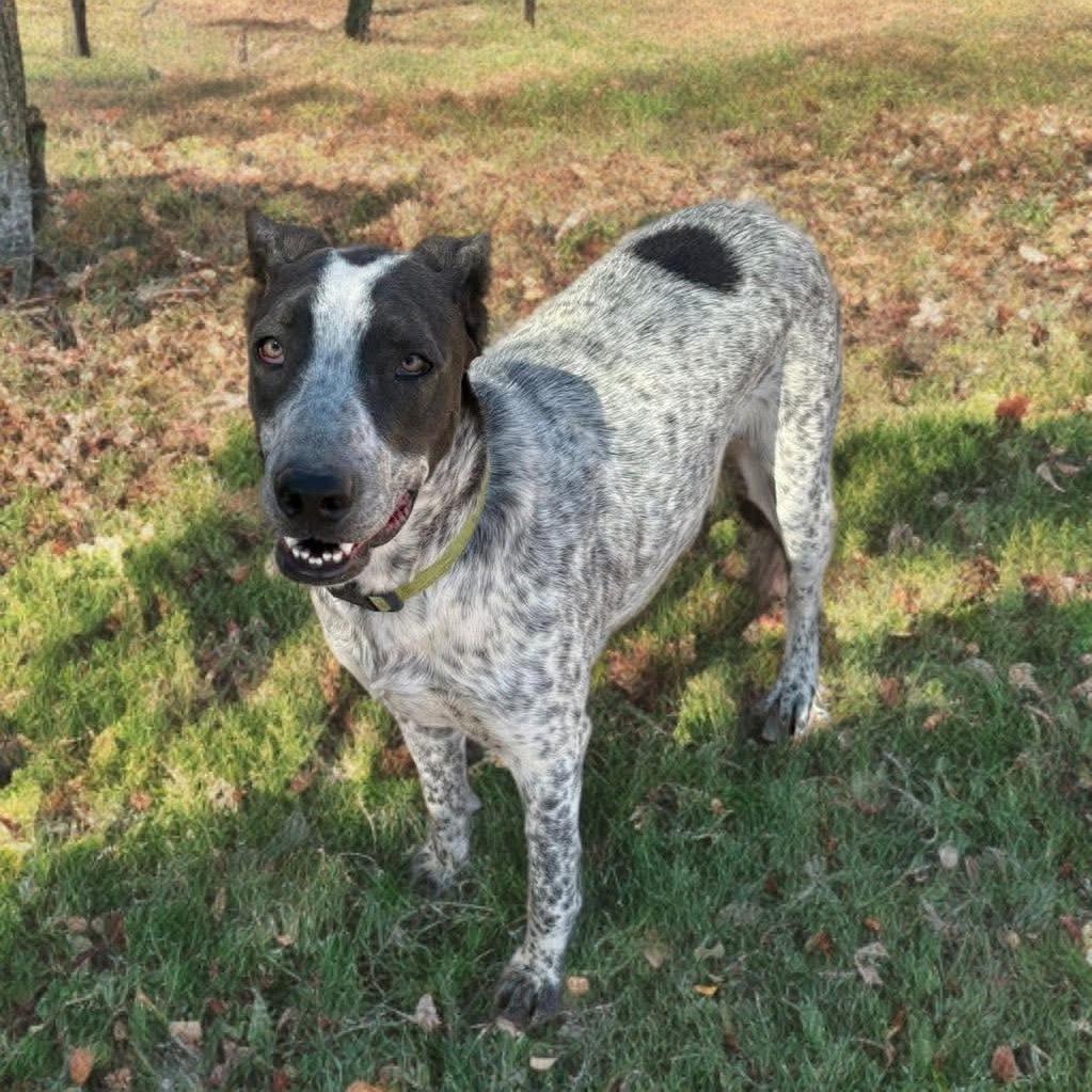 Enlarge Arlo, a Adoptable mixed breed in Phoenix, AZ image 3/6