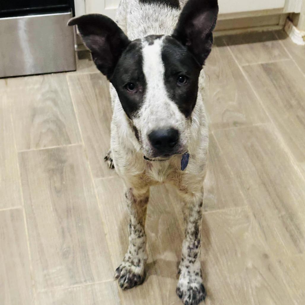 Arlo, Adoptable, Young Male Australian Cattle Dog / Blue Heeler & Mixed Breed.