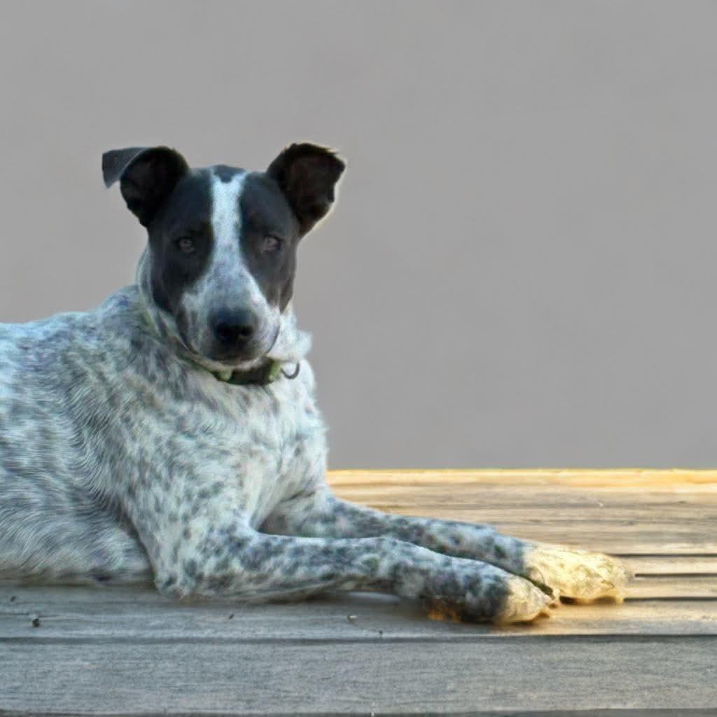Enlarge Arlo, a Adoptable mixed breed in Phoenix, AZ image 6/6