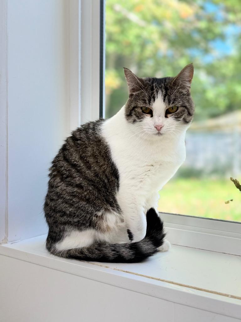 Susie, Adoptable, Young Female Domestic Short Hair.