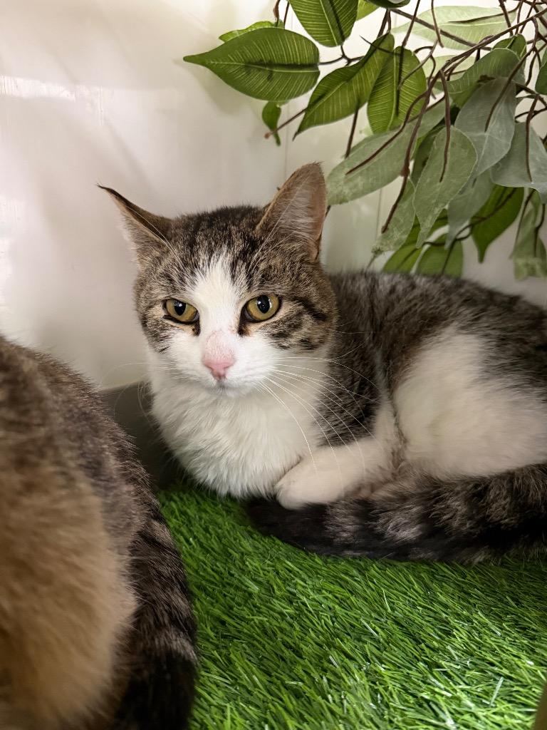 Susie, Adoptable, Young Female Domestic Short Hair.