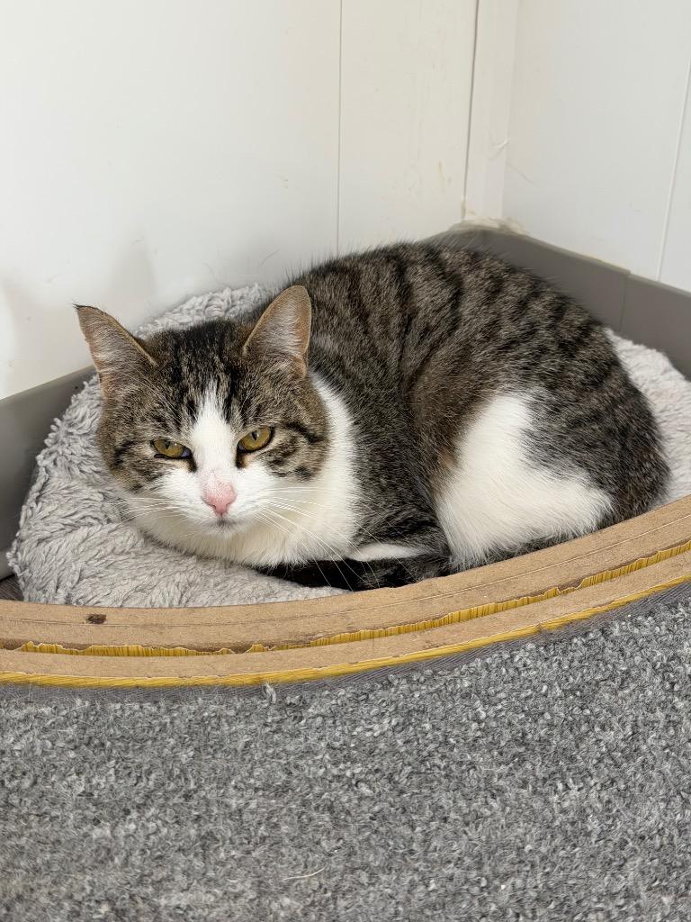 Enlarge Susie, a Adoptable mixed breed in Glenfield, NY image 2/4