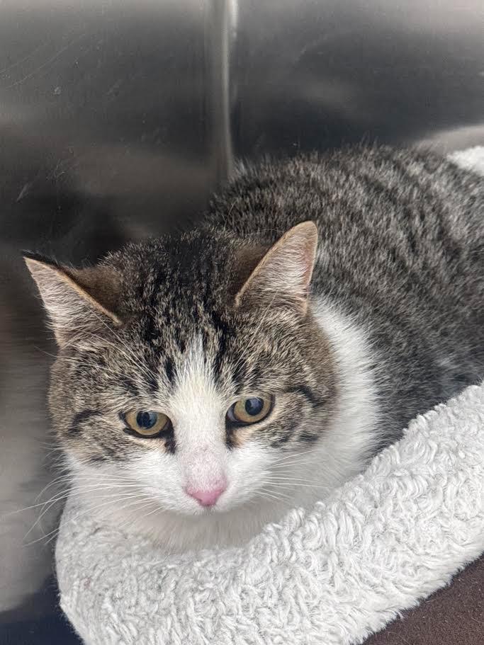 Enlarge Susie, a Adoptable mixed breed in Glenfield, NY image 3/4