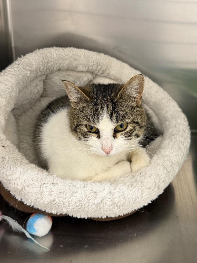 Enlarge Susie, a Adoptable mixed breed in Glenfield, NY image 4/4