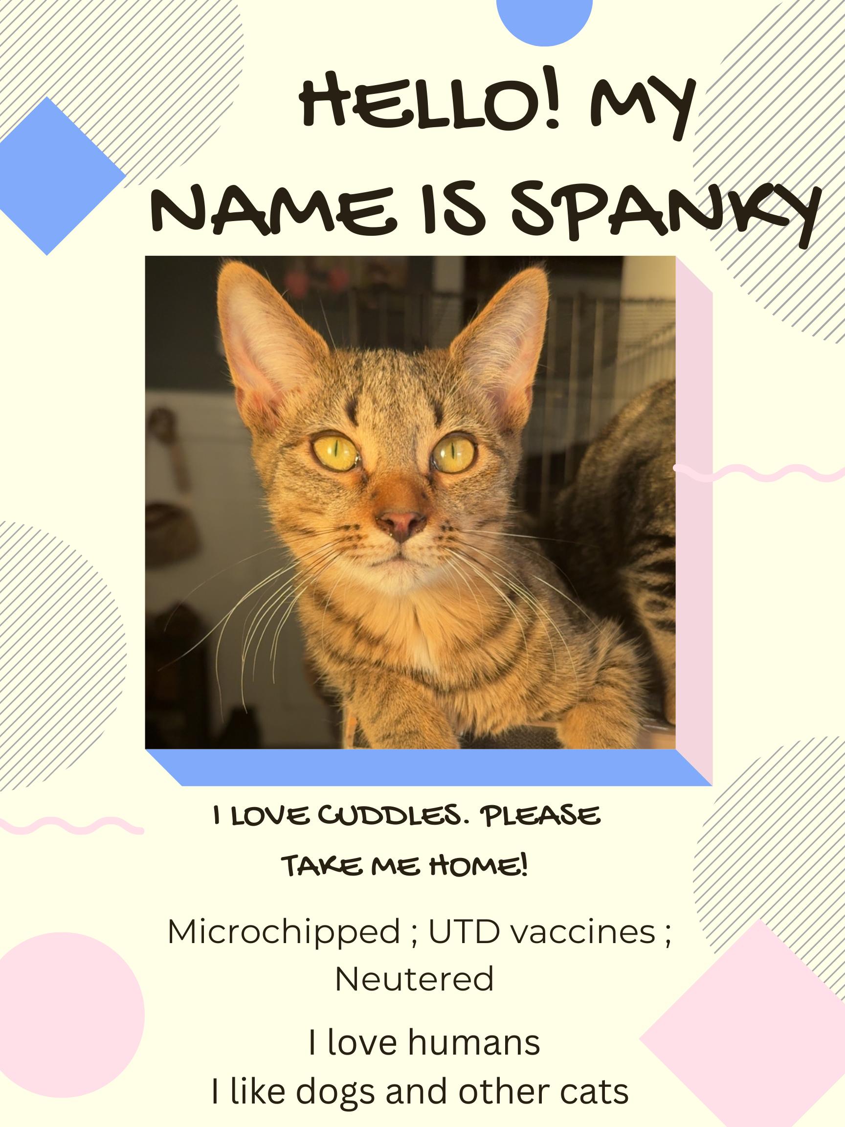 Enlarge Spanky, a Adoptable Tabby in Brigham City, UT image 1/1