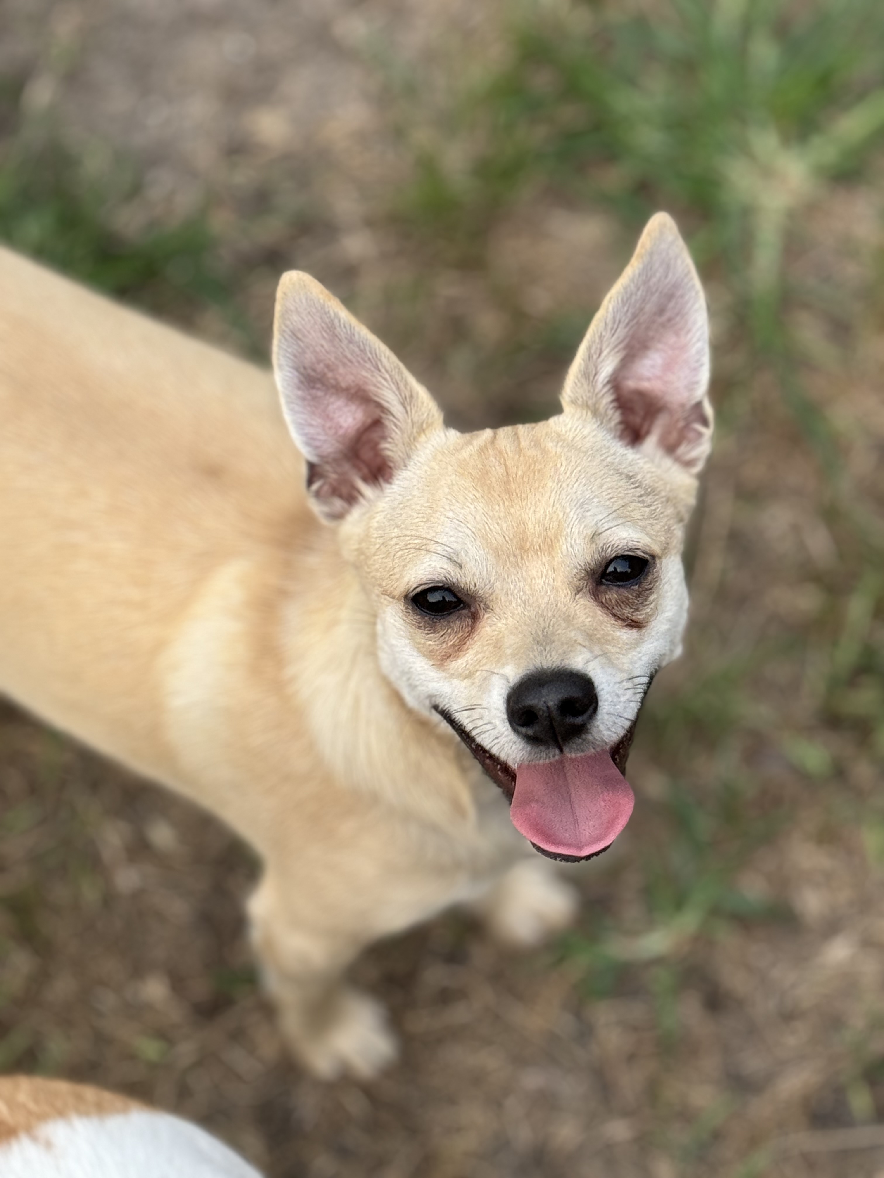 TOBY, a Adoptable Chihuahua in Grand Prairie, TX image 1/3